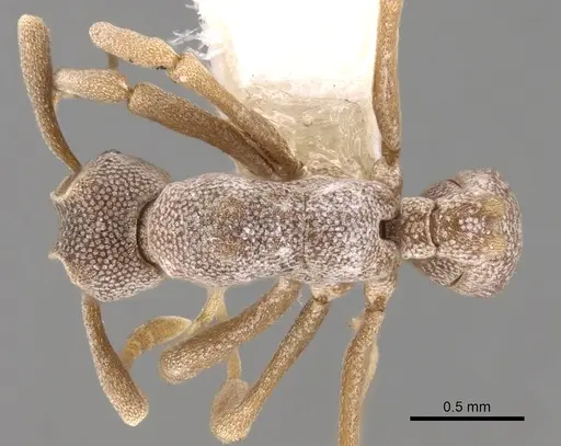 Cyphomyrmex longiscapus specimen CASENT0281764 image casent0281764_1