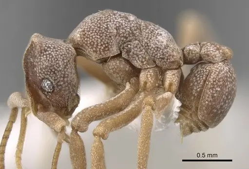 Cyphomyrmex longiscapus specimen CASENT0281764 image casent0281764_3