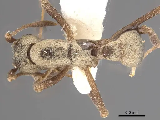 Cyphomyrmex longiscapus specimen CASENT0911147 image casent0911147_1
