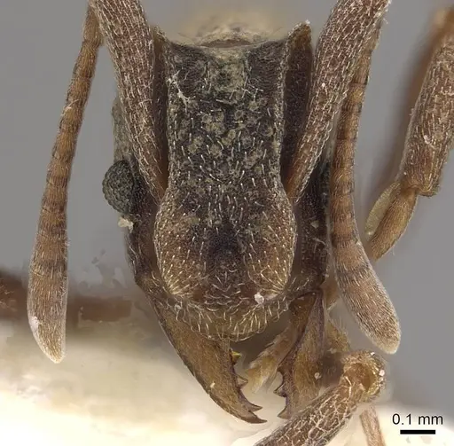 Cyphomyrmex longiscapus specimen CASENT0911147 image casent0911147_2
