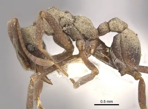 Cyphomyrmex longiscapus specimen CASENT0911147 image casent0911147_3