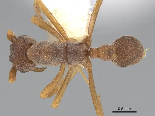 Cyphomyrmex longiscapus specimen CASENT0922128 image casent0922128_1