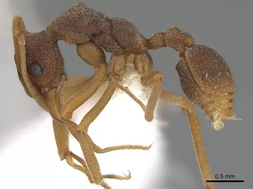 Cyphomyrmex longiscapus specimen CASENT0922128 image casent0922128_3