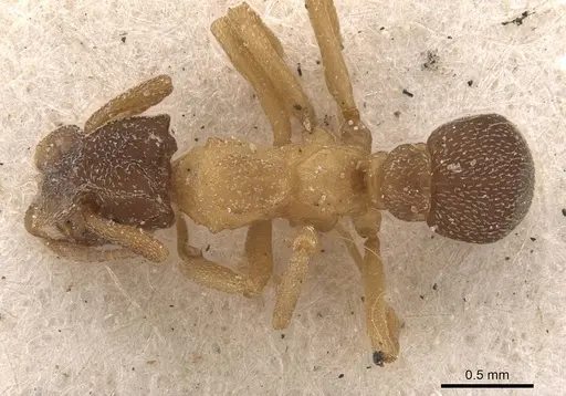 Cyphomyrmex major specimen CASENT0909379 image casent0909379_1