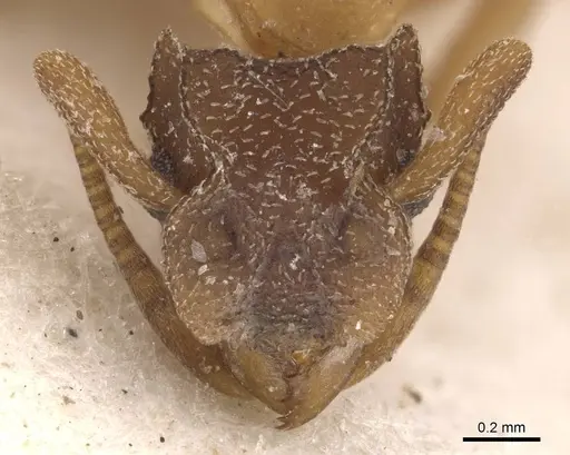 Cyphomyrmex major specimen CASENT0909379 image casent0909379_2