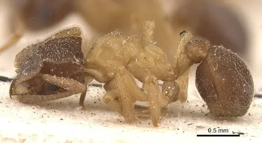 Cyphomyrmex major specimen CASENT0909379 image casent0909379_3