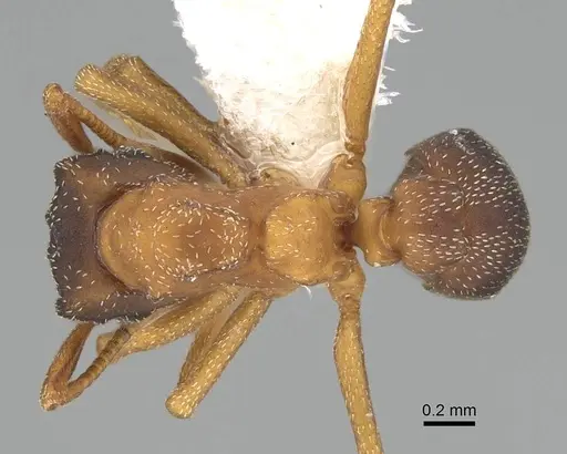 Cyphomyrmex major specimen CASENT0922129 image casent0922129_1