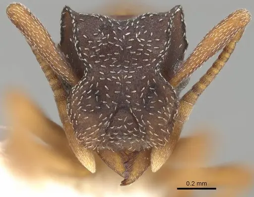 Cyphomyrmex major specimen CASENT0922129 image casent0922129_2