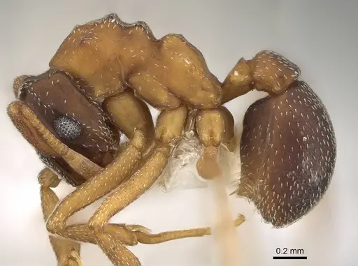 Cyphomyrmex major specimen CASENT0922129 image casent0922129_3