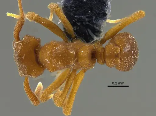 Cyphomyrmex major specimen CBUMAGENT42004 image cbumagent42004_1