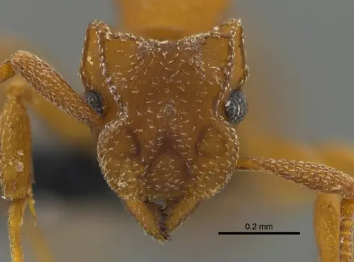 Cyphomyrmex major specimen CBUMAGENT42004 image cbumagent42004_2