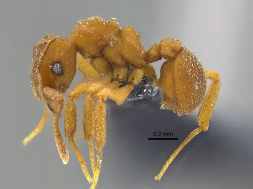 Cyphomyrmex major specimen CBUMAGENT42004 image cbumagent42004_3