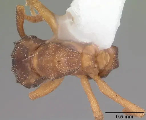 Cyphomyrmex minutus specimen CASENT0103832 image casent0103832_1