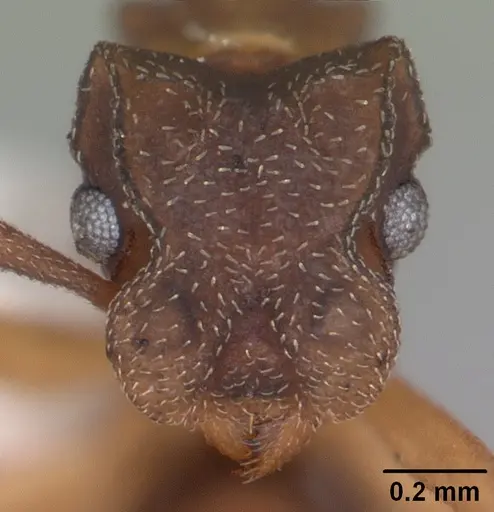 Cyphomyrmex minutus specimen CASENT0103832 image casent0103832_2