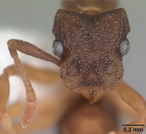 Cyphomyrmex minutus specimen CASENT0103832 image casent0103832_3