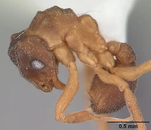 Cyphomyrmex minutus specimen CASENT0103832 image casent0103832_4