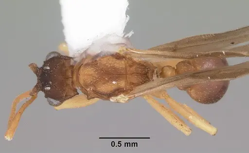 Cyphomyrmex minutus specimen CASENT0103833 image casent0103833_1