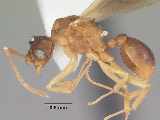 Cyphomyrmex minutus specimen CASENT0103833 image casent0103833_3