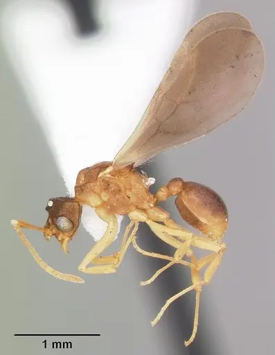 Cyphomyrmex minutus specimen CASENT0103833 image casent0103833_4