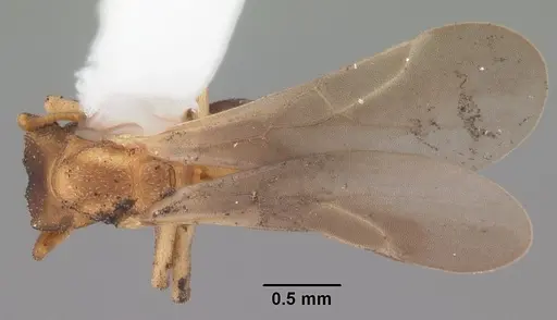 Cyphomyrmex minutus specimen CASENT0103834 image casent0103834_1