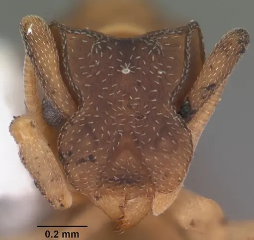 Cyphomyrmex minutus specimen CASENT0103834 image casent0103834_2