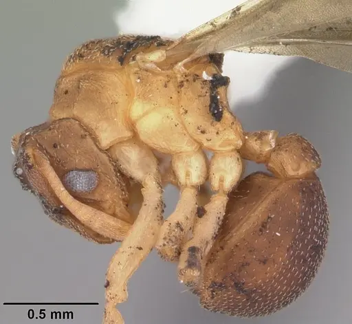 Cyphomyrmex minutus specimen CASENT0103834 image casent0103834_3