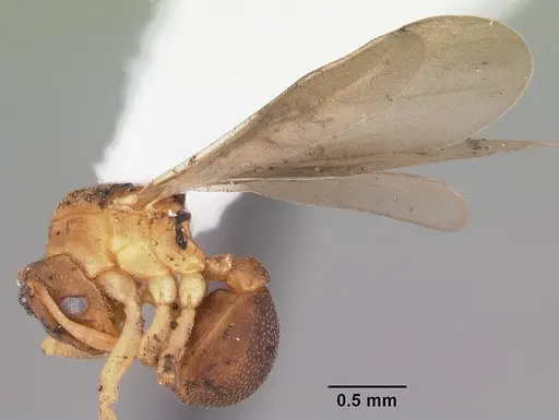 Cyphomyrmex minutus specimen CASENT0103834 image casent0103834_4