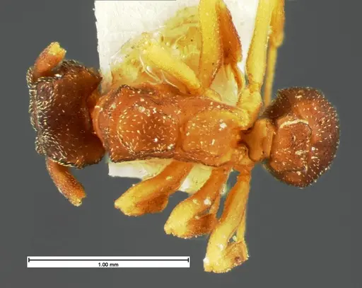 Cyphomyrmex minutus specimen CASENT0105591 image casent0105591_1