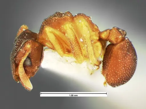 Cyphomyrmex minutus specimen CASENT0105591 image casent0105591_3
