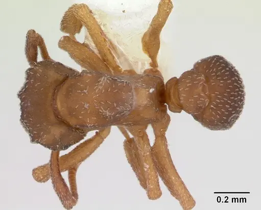 Cyphomyrmex minutus specimen CASENT0173957 image casent0173957_1