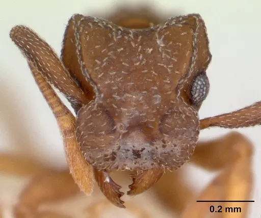 Cyphomyrmex minutus specimen CASENT0173957 image casent0173957_2