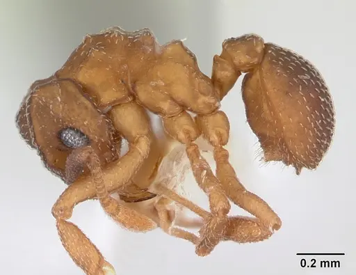Cyphomyrmex minutus specimen CASENT0173957 image casent0173957_3