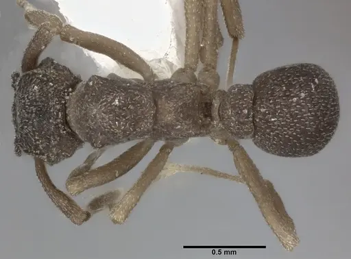 Cyphomyrmex minutus specimen CASENT0246040 image casent0246040_1
