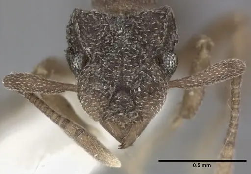 Cyphomyrmex minutus specimen CASENT0246040 image casent0246040_2