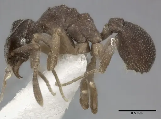 Cyphomyrmex minutus specimen CASENT0246040 image casent0246040_3
