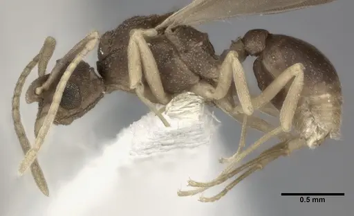 Cyphomyrmex minutus specimen CASENT0246041 image casent0246041_3