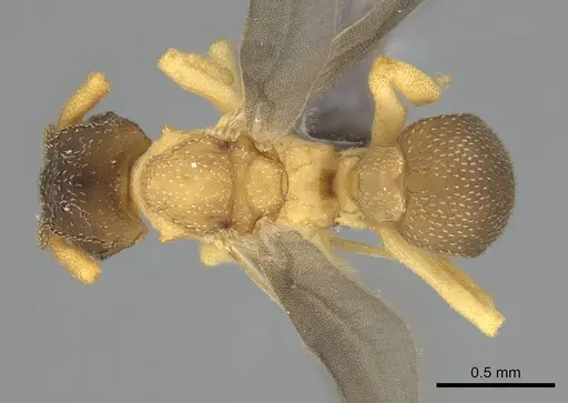 Cyphomyrmex minutus specimen CASENT0264487 image casent0264487_1