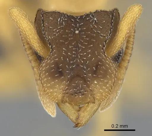 Cyphomyrmex minutus specimen CASENT0264487 image casent0264487_2