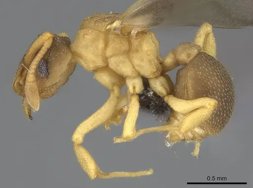Cyphomyrmex minutus specimen CASENT0264487 image casent0264487_3
