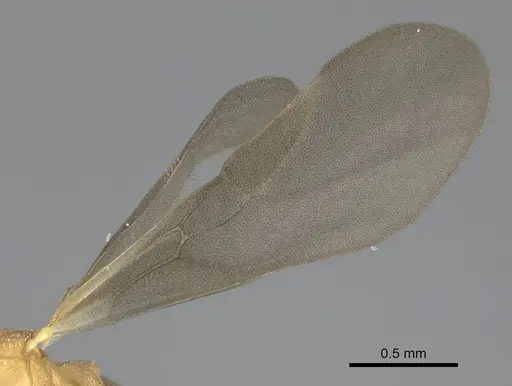 Cyphomyrmex minutus specimen CASENT0264487 image casent0264487_4