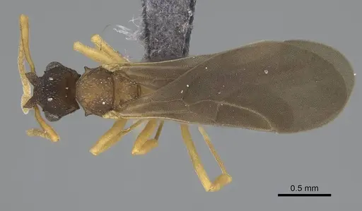 Cyphomyrmex minutus specimen CASENT0264488 image casent0264488_1