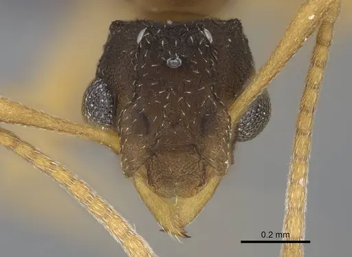 Cyphomyrmex minutus specimen CASENT0264488 image casent0264488_2