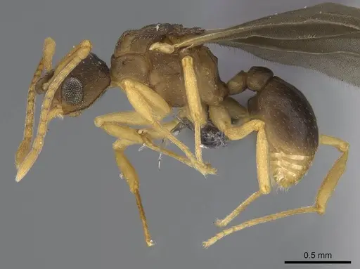 Cyphomyrmex minutus specimen CASENT0264488 image casent0264488_3