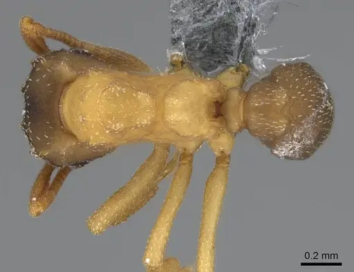 Cyphomyrmex minutus specimen CASENT0264753 image casent0264753_1