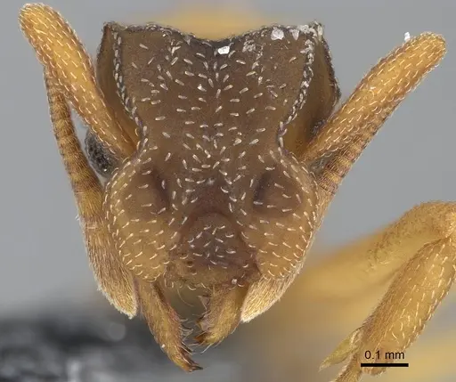 Cyphomyrmex minutus specimen CASENT0264753 image casent0264753_2