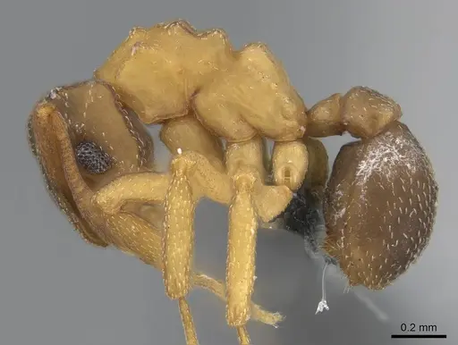 Cyphomyrmex minutus specimen CASENT0264753 image casent0264753_3