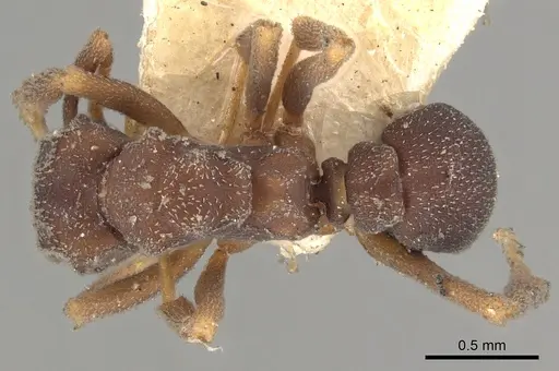 Cyphomyrmex minutus specimen CASENT0901676 image casent0901676_1