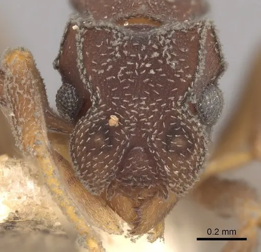 Cyphomyrmex minutus specimen CASENT0901676 image casent0901676_2