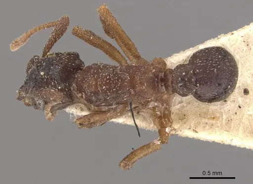 Cyphomyrmex minutus specimen CASENT0909377 image casent0909377_1