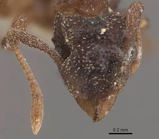 Cyphomyrmex minutus specimen CASENT0909377 image casent0909377_2